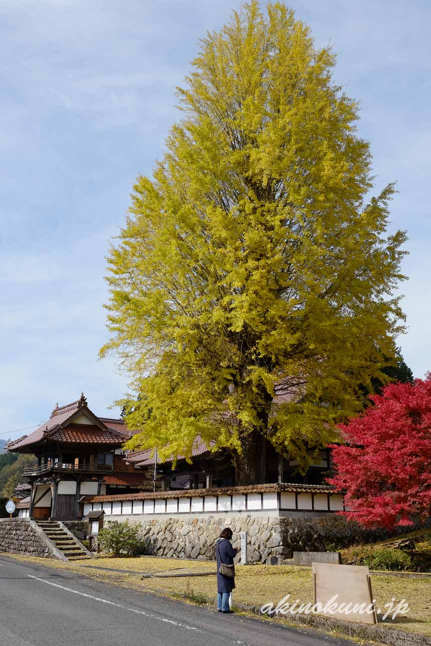 北広島町　西教寺の大銀杏　ツマがいます