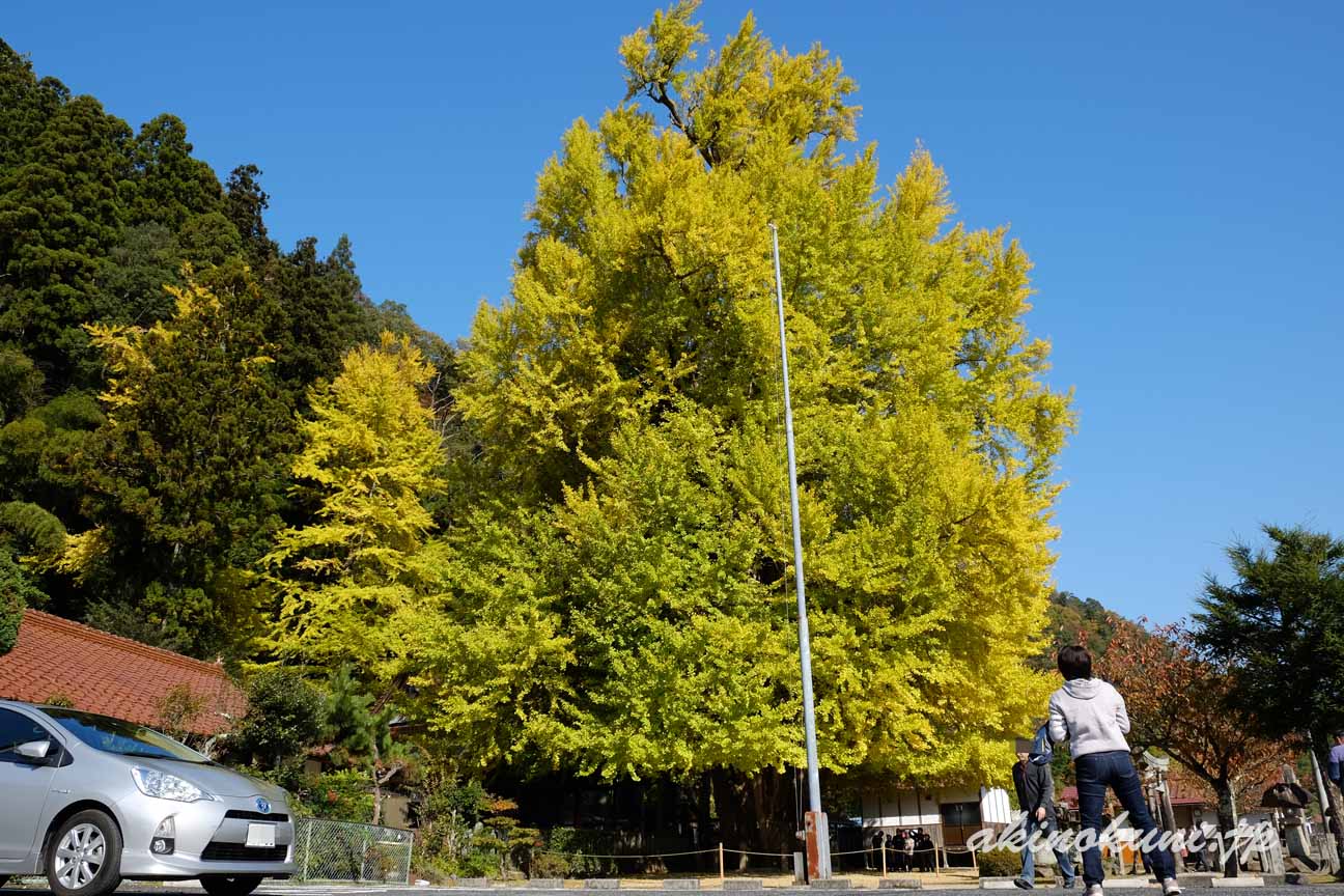 安芸太田町　筒賀大歳神社の大銀杏　全体