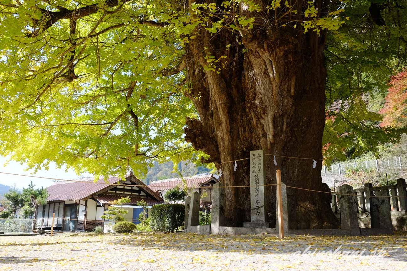 安芸太田町　筒賀大歳神社の大銀杏　太い幹　１