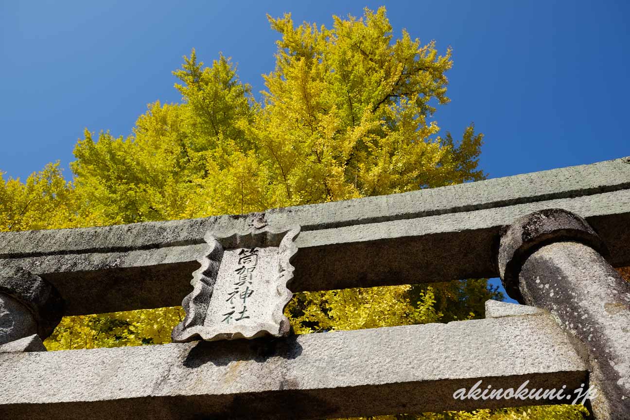 安芸太田町　筒賀大歳神社の大銀杏　鳥居越しに